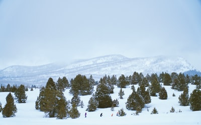 山前雪树